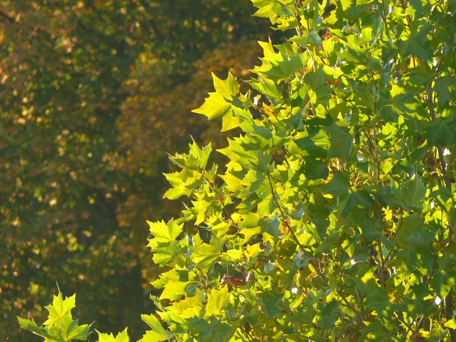 Panasonic Lumix DMC-FZ200 sample photo. Autumn, green, sun photography