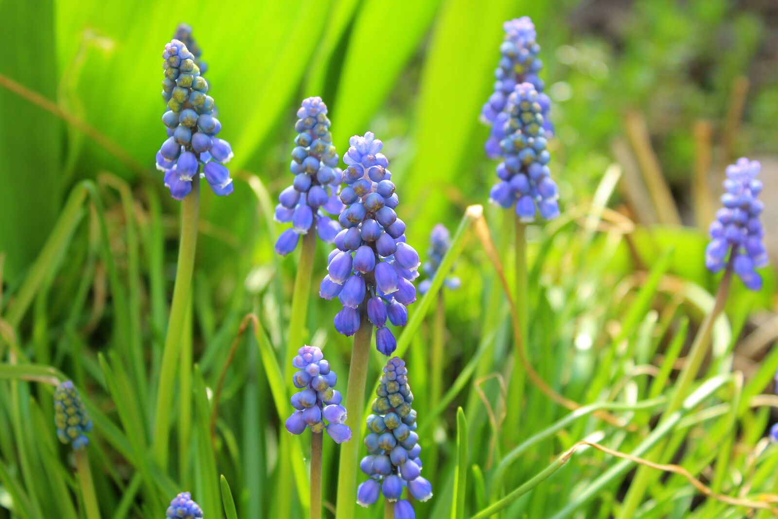 Canon EOS 1200D (EOS Rebel T5 / EOS Kiss X70 / EOS Hi) sample photo. Grape hyacinths, spring, nature photography