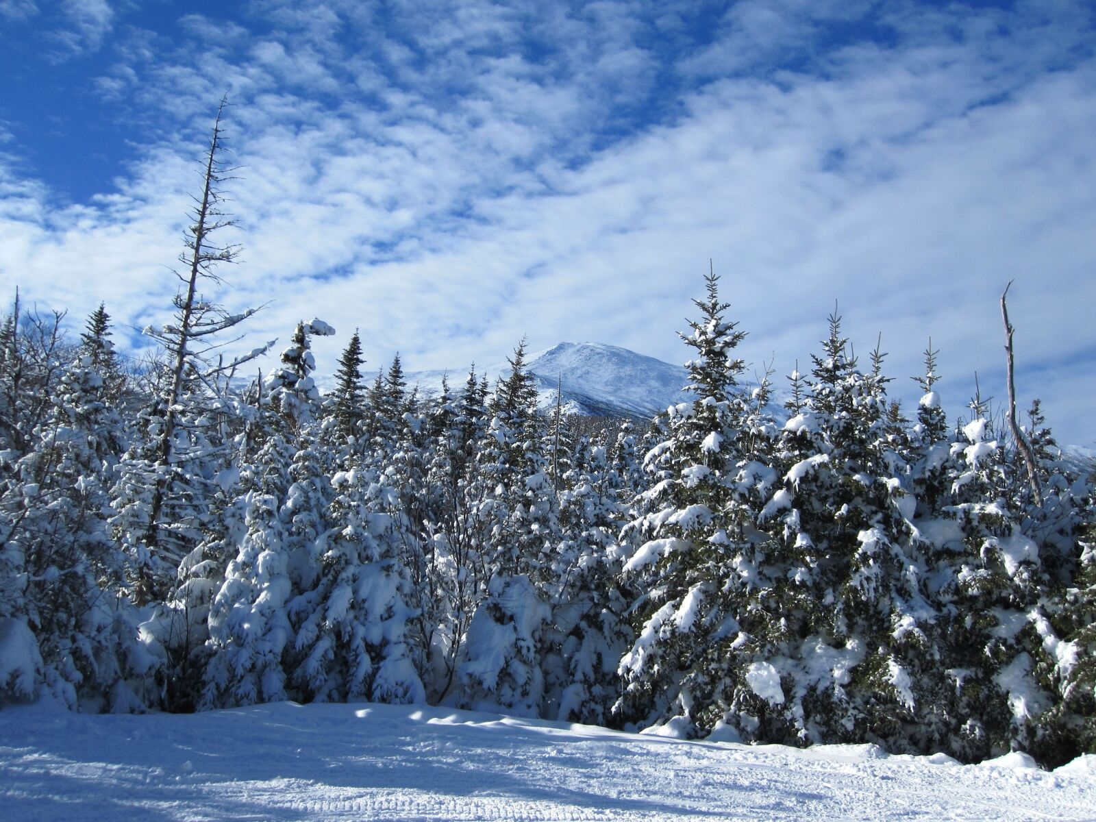 Canon PowerShot SD780 IS (Digital IXUS 100 IS / IXY Digital 210 IS) sample photo. Winter season, snow, trees photography