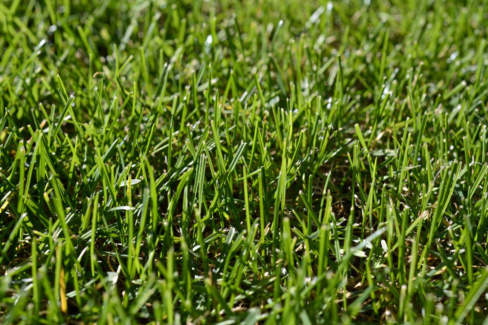 Nikon D7100 sample photo. Grass, green, rush photography