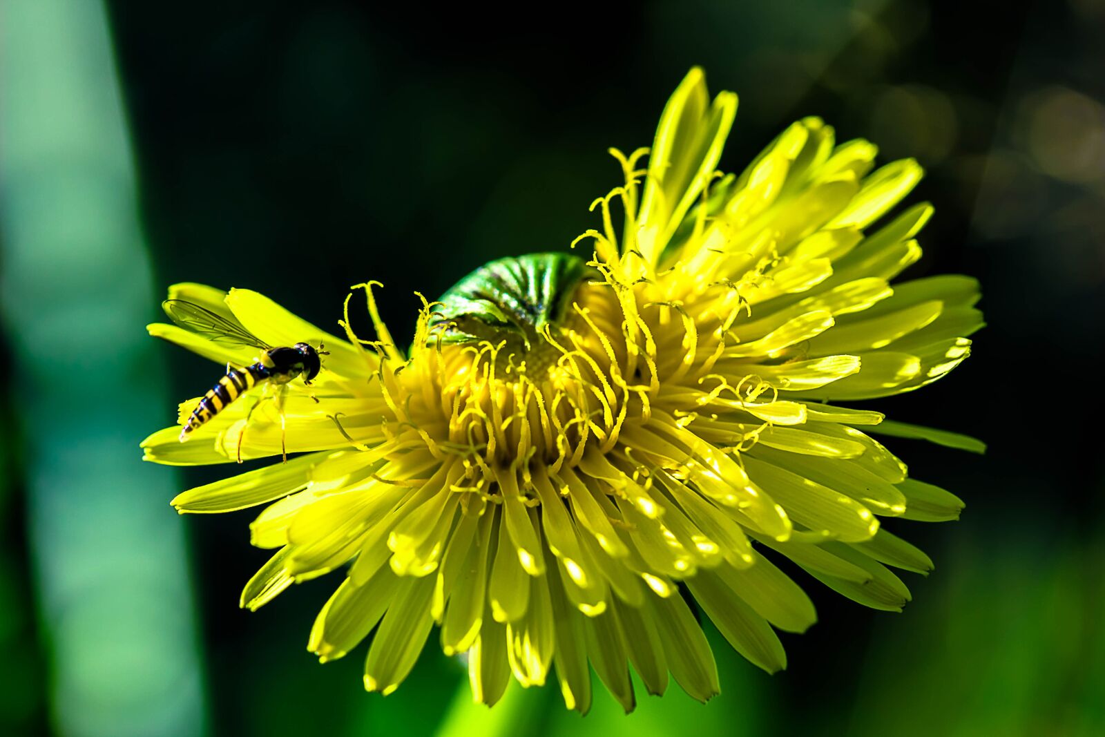 Canon EOS 650D (EOS Rebel T4i / EOS Kiss X6i) sample photo. Dandelion, common dandelion, flower photography