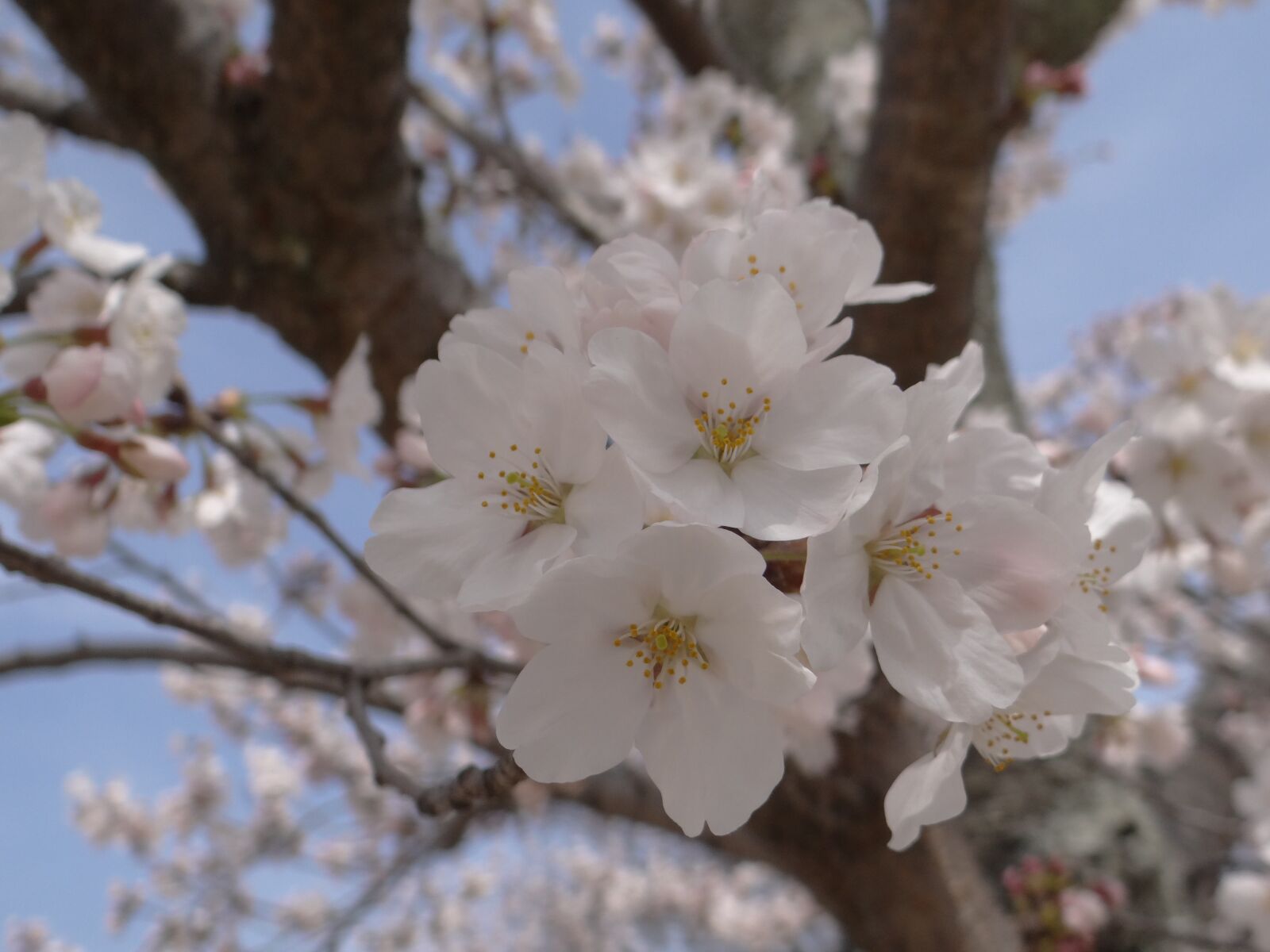 Sony DSC-HX200V sample photo. Cherry blossoms, spring, cherry photography