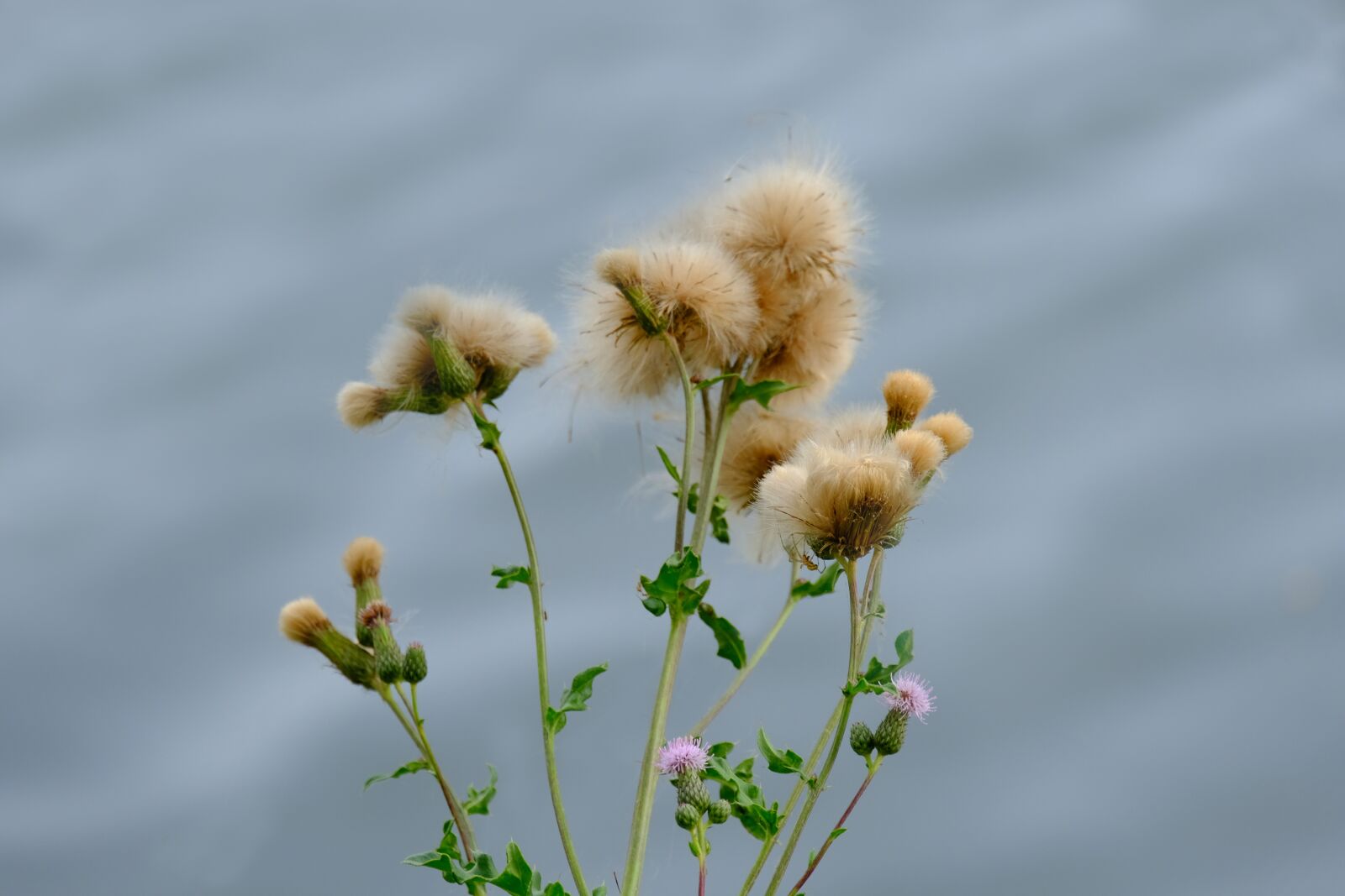 Fujifilm X-T20 sample photo. Creeping thistle, plant, wild photography