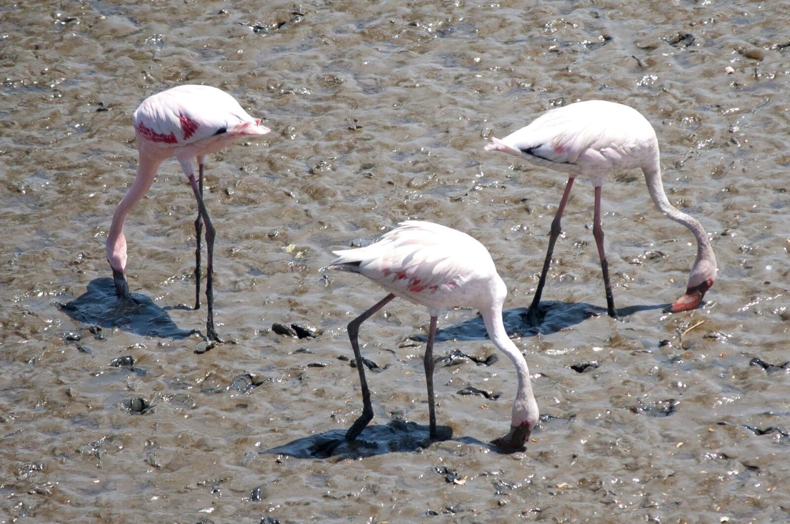 Canon EOS 1000D (EOS Digital Rebel XS / EOS Kiss F) sample photo. Flamingo, bird, animal, mud photography