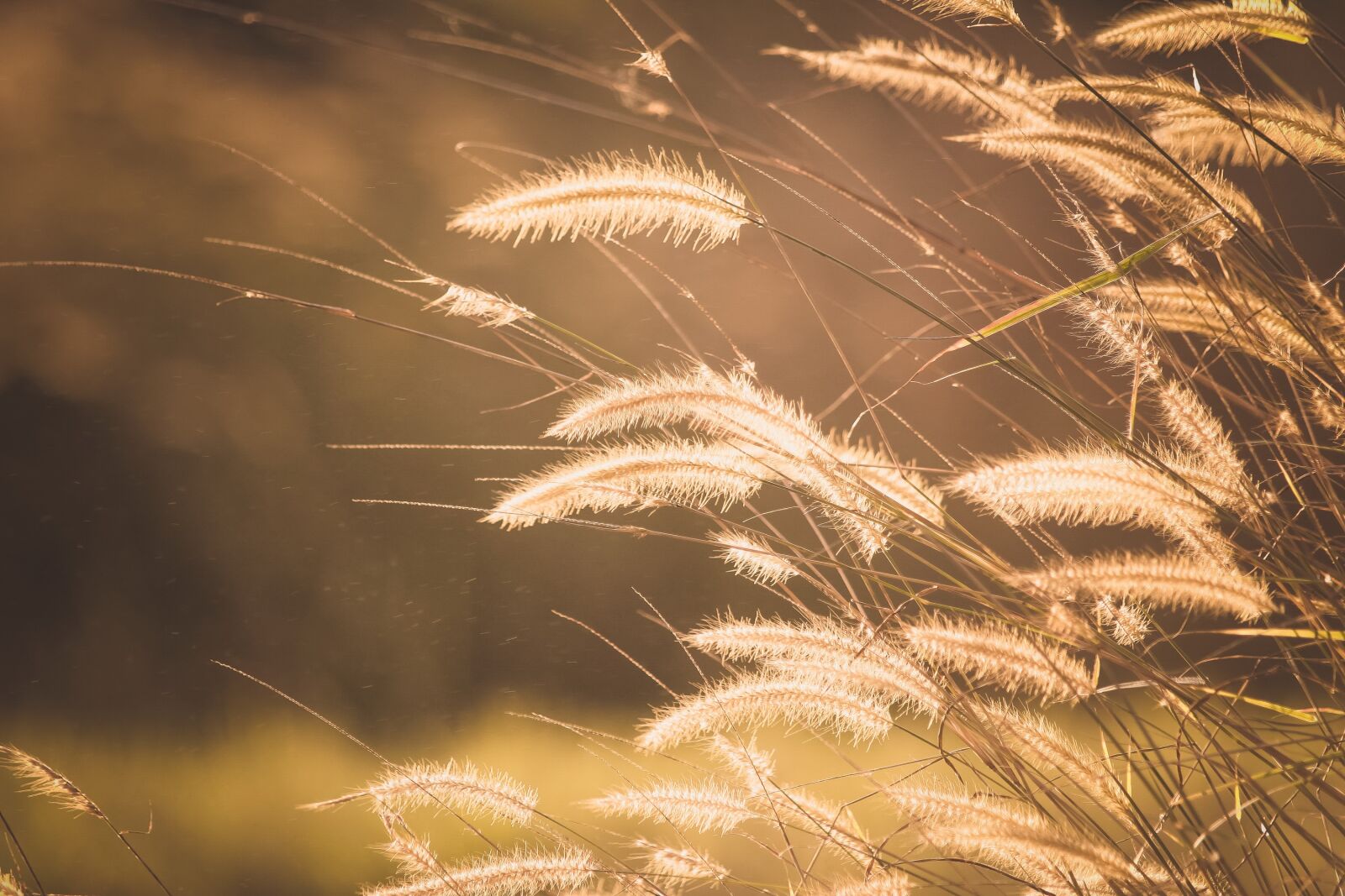 Canon EOS 50D sample photo. Grass, blur, outdoor photography