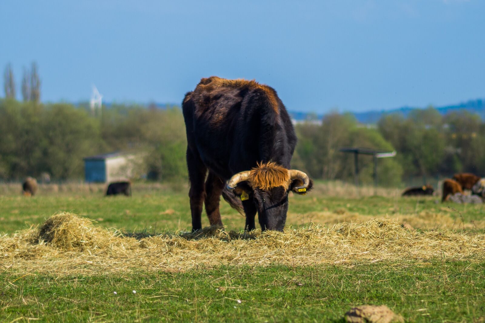 Sony SLT-A58 sample photo. Tail cattle, heck cattle photography
