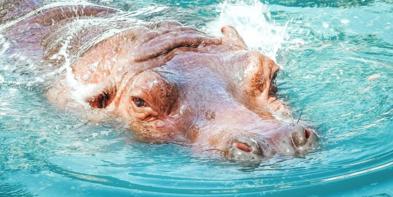 Canon EF-S 55-250mm F4-5.6 IS II sample photo. Hippo, hippopotamus, swim photography