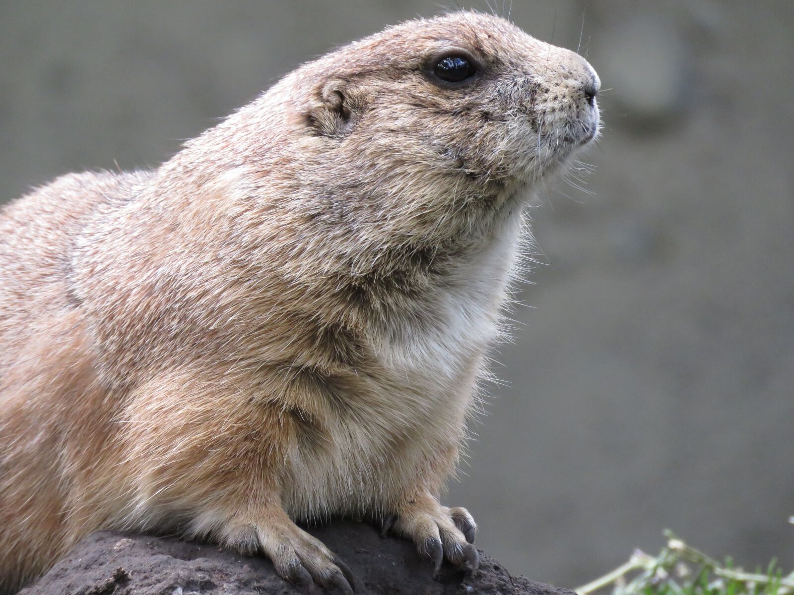 Canon PowerShot SX60 HS sample photo. Prairie dog, rodent, gunnison's photography
