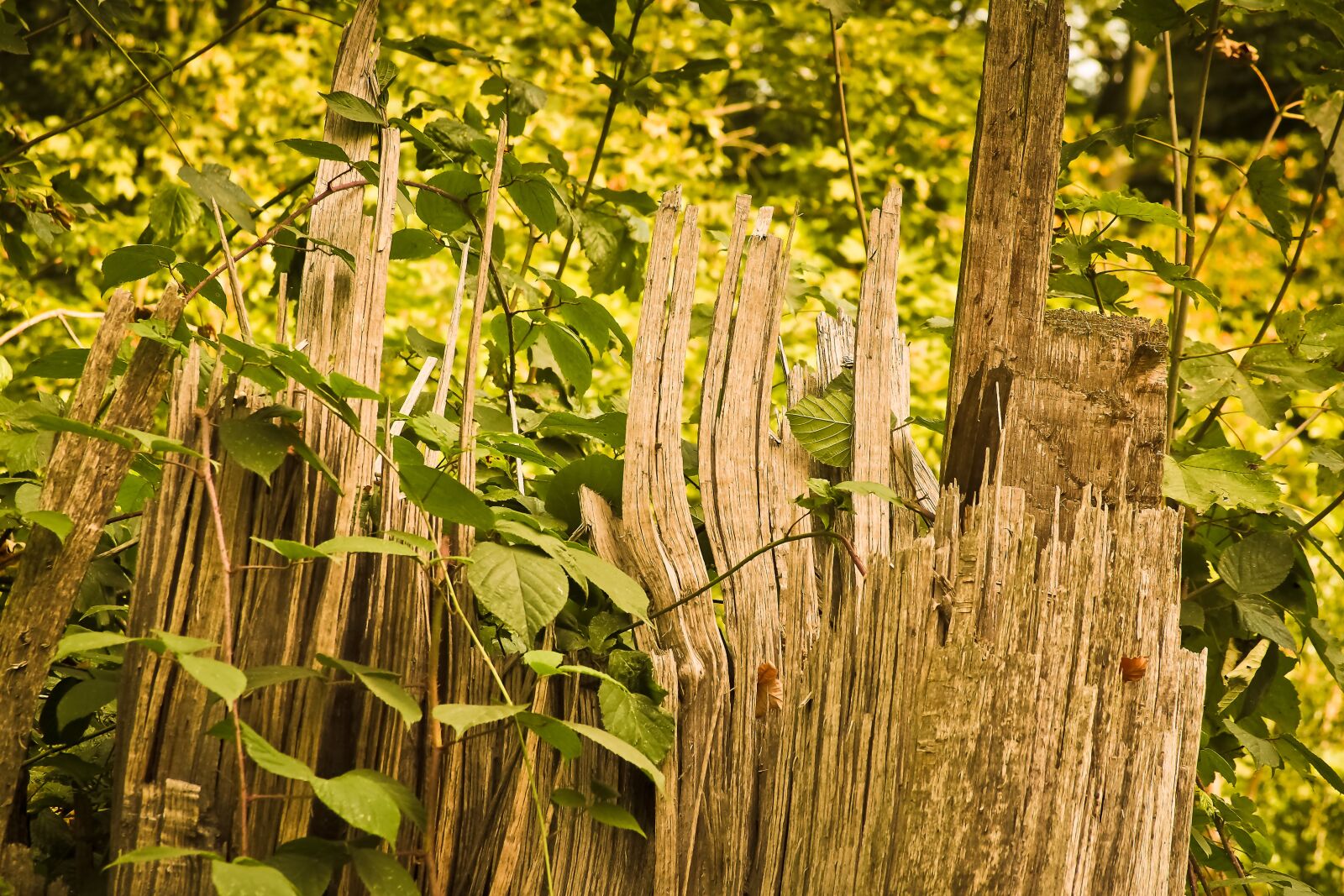 Olympus OM-D E-M10 sample photo. Tree, log, nature photography