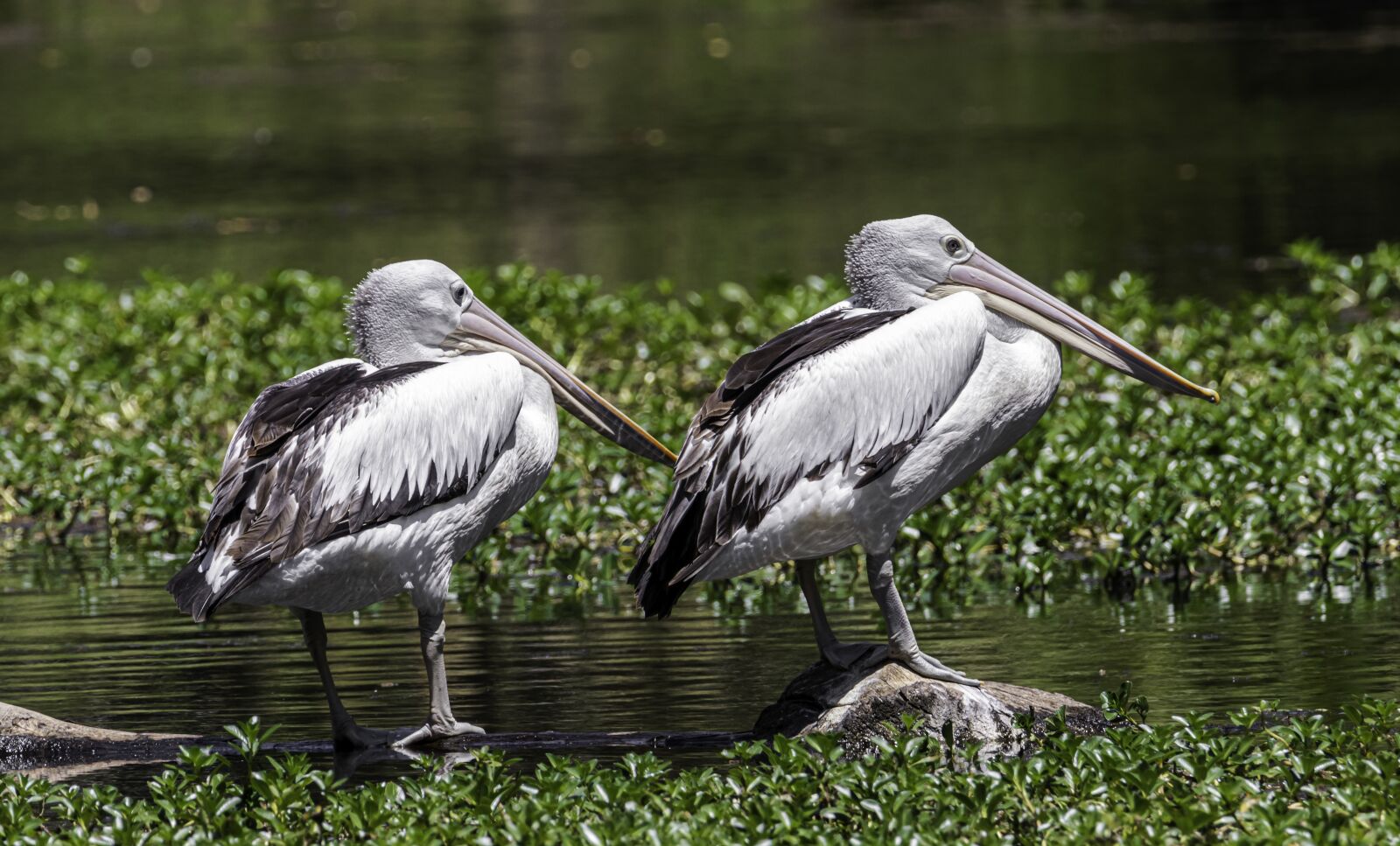 Canon EOS 80D sample photo. Wildlife, water birds, bird photography