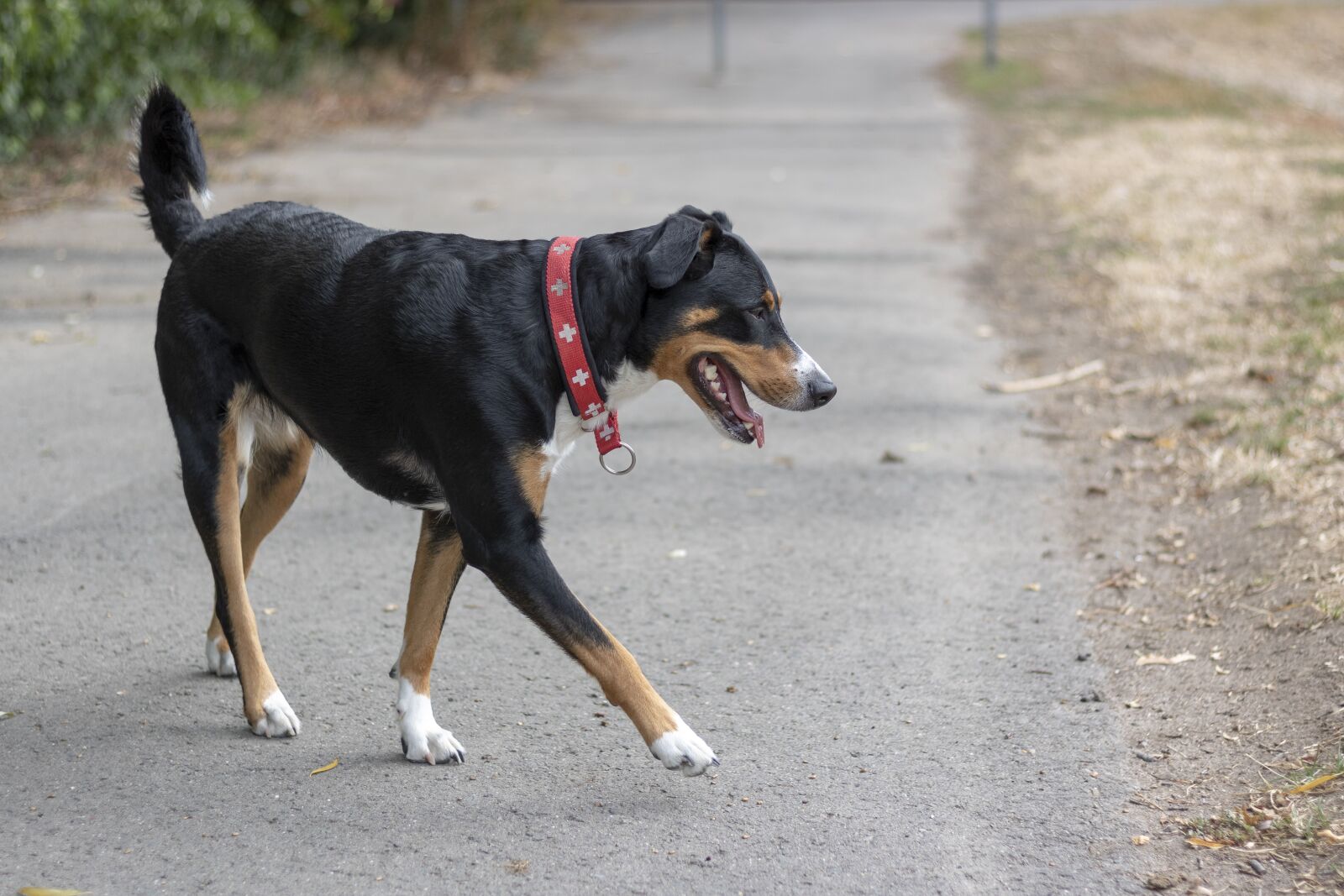 Canon EF 50mm F1.8 STM sample photo. Hund, dog, cute photography