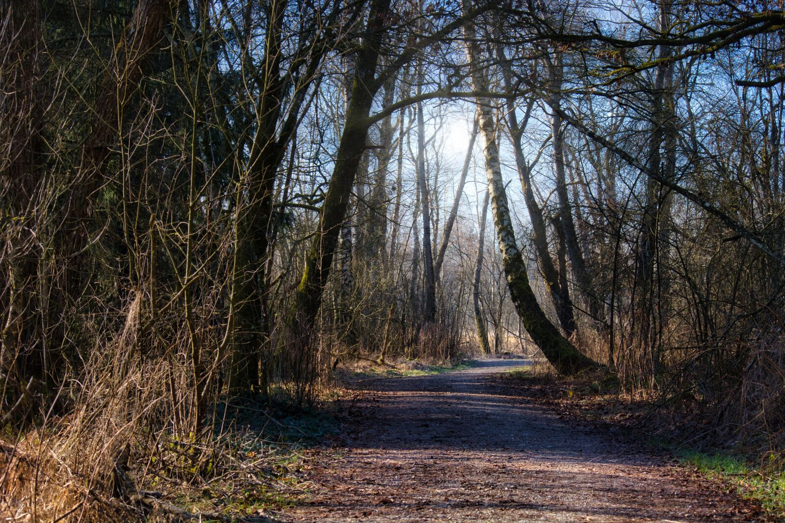 Nikon D7100 sample photo. Autumn, away, avenue photography