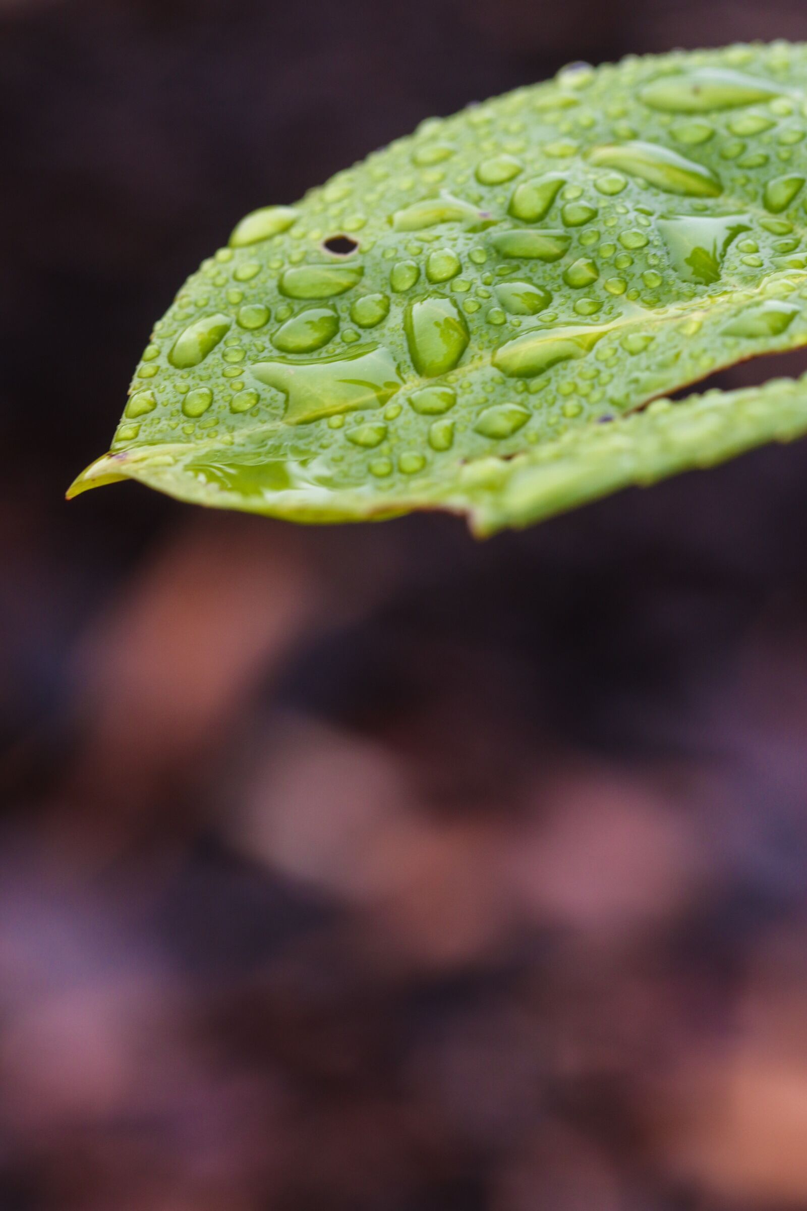 Canon EOS 7D Mark II sample photo. Leaf, nature, green photography