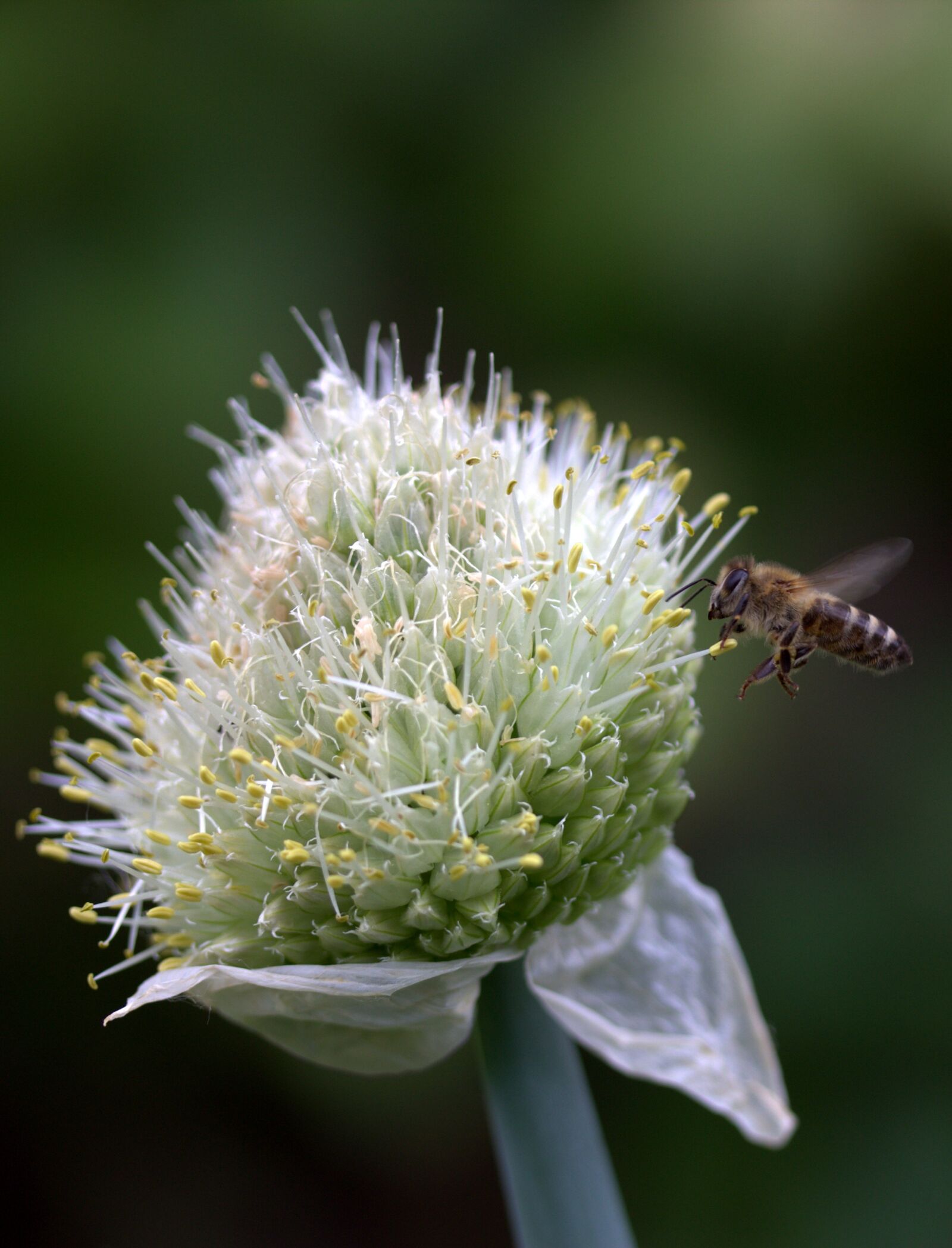 Canon EF-S 60mm F2.8 Macro USM sample photo. Bee, flight, flower photography