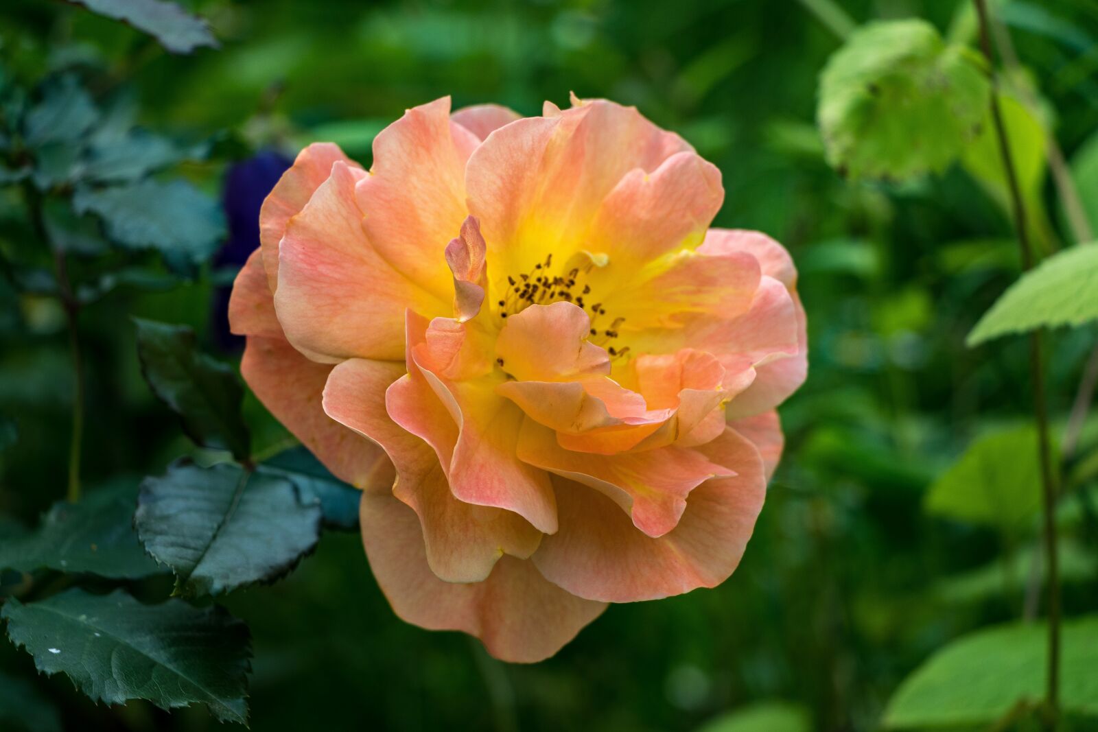 Canon EOS 80D sample photo. Rose, flowers, petals photography
