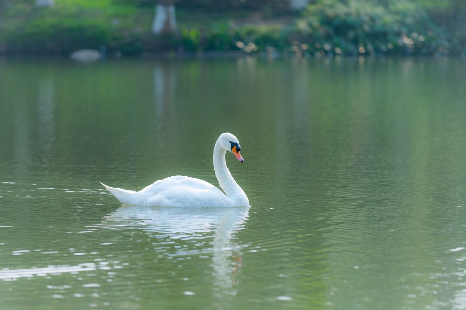 Nikon D810 sample photo. Swan, outdoor, water photography