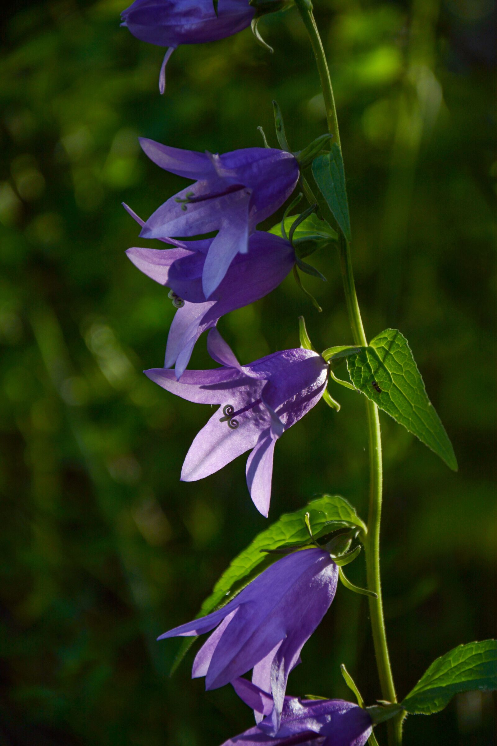 Nikon D7100 sample photo. Bellflower, close-up, detail photography
