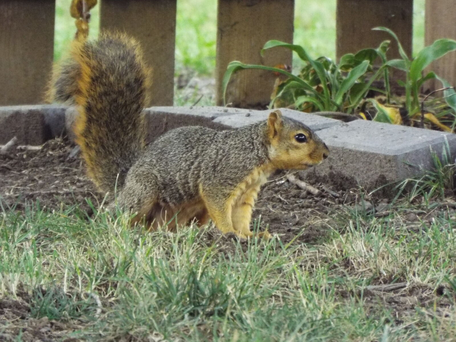 Fujifilm FinePix S8200 sample photo. Fred the squirrel photography