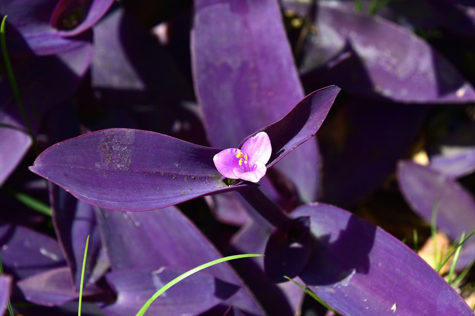 Nikon D7200 sample photo. Flower, garden, flowers photography