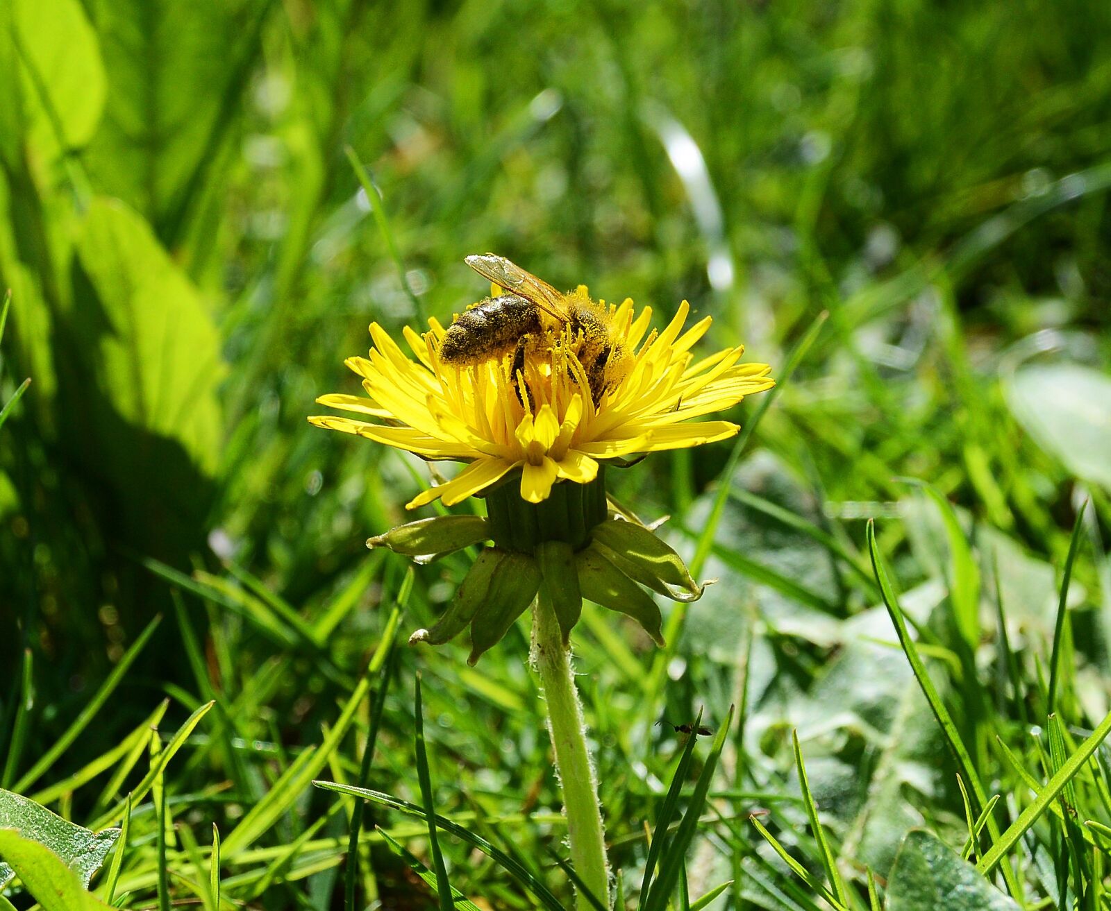 Nikon 1 S1 sample photo. Bee, pollen, spring photography