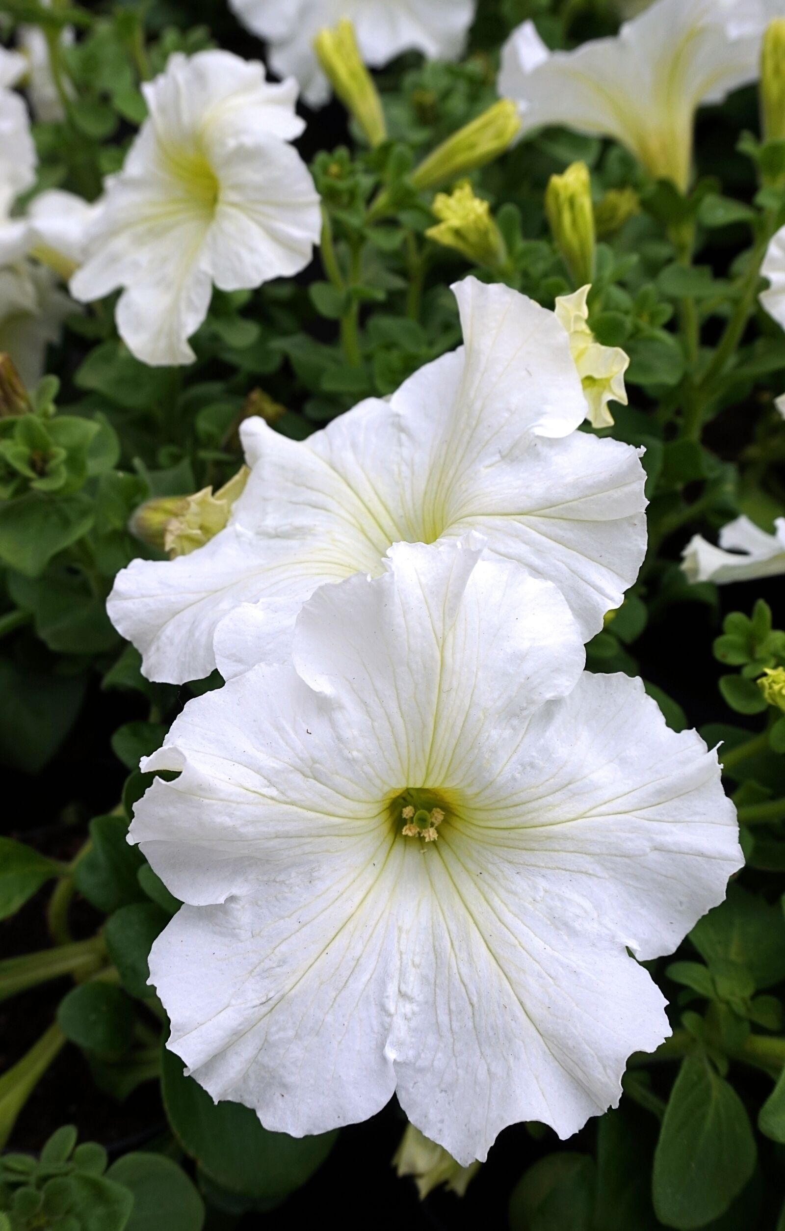 Sony Alpha a5000 (ILCE 5000) sample photo. Petunia, white, blossom photography