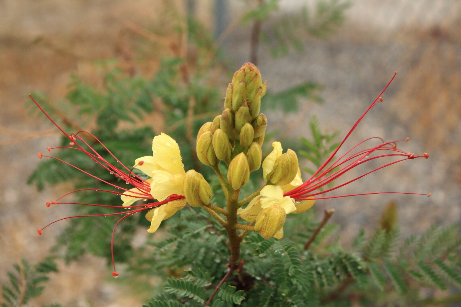 Canon EOS 700D (EOS Rebel T5i / EOS Kiss X7i) sample photo. Yellow bird of paradise photography