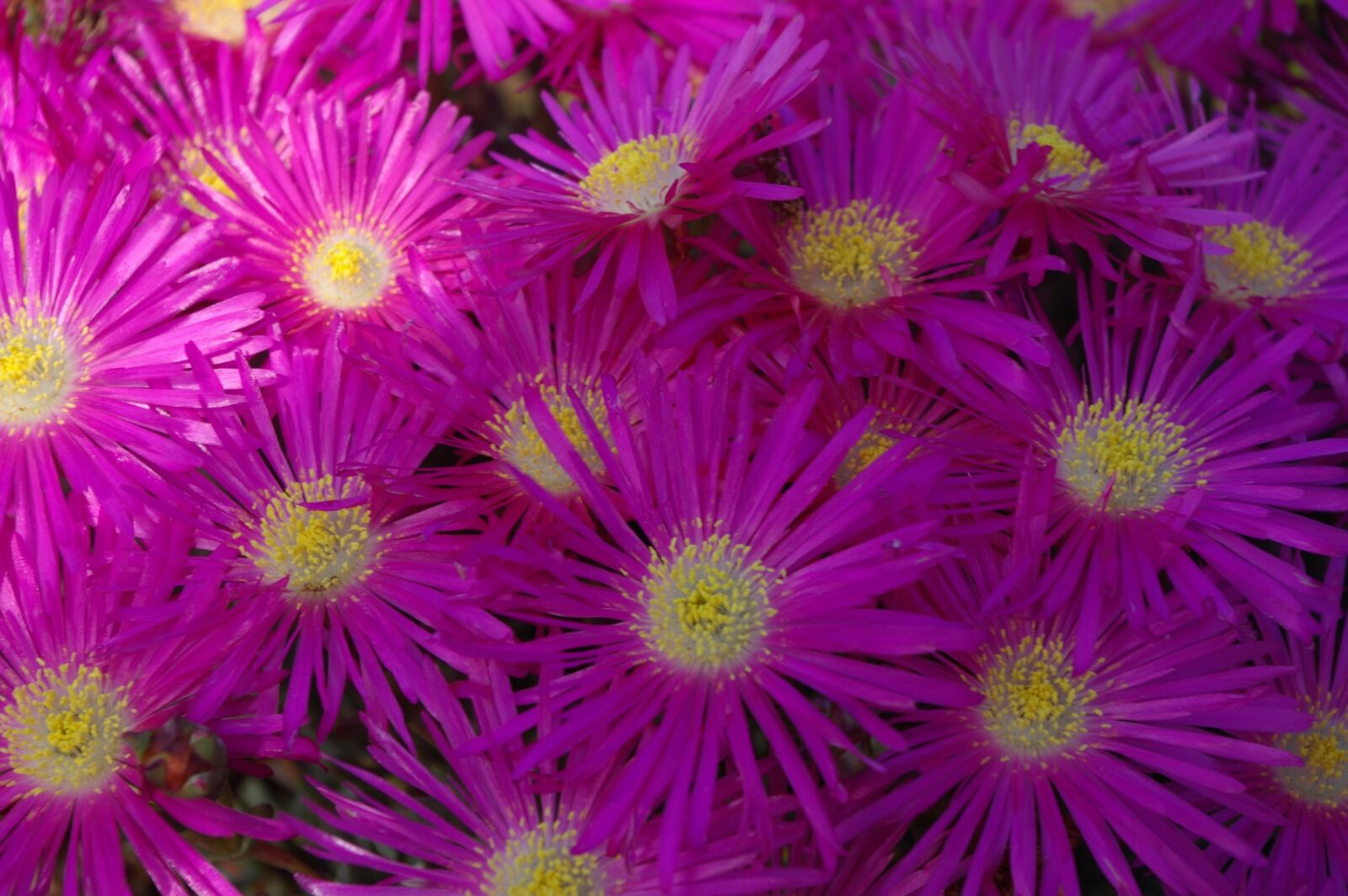 Pentax K100D Super sample photo. Flower, purple, beauty photography