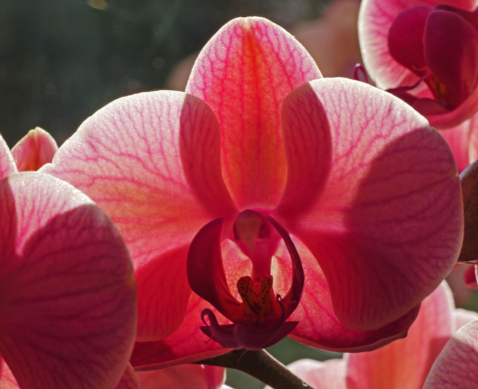 Panasonic Lumix DMC-GX8 sample photo. Orchid, blossom, bloom photography