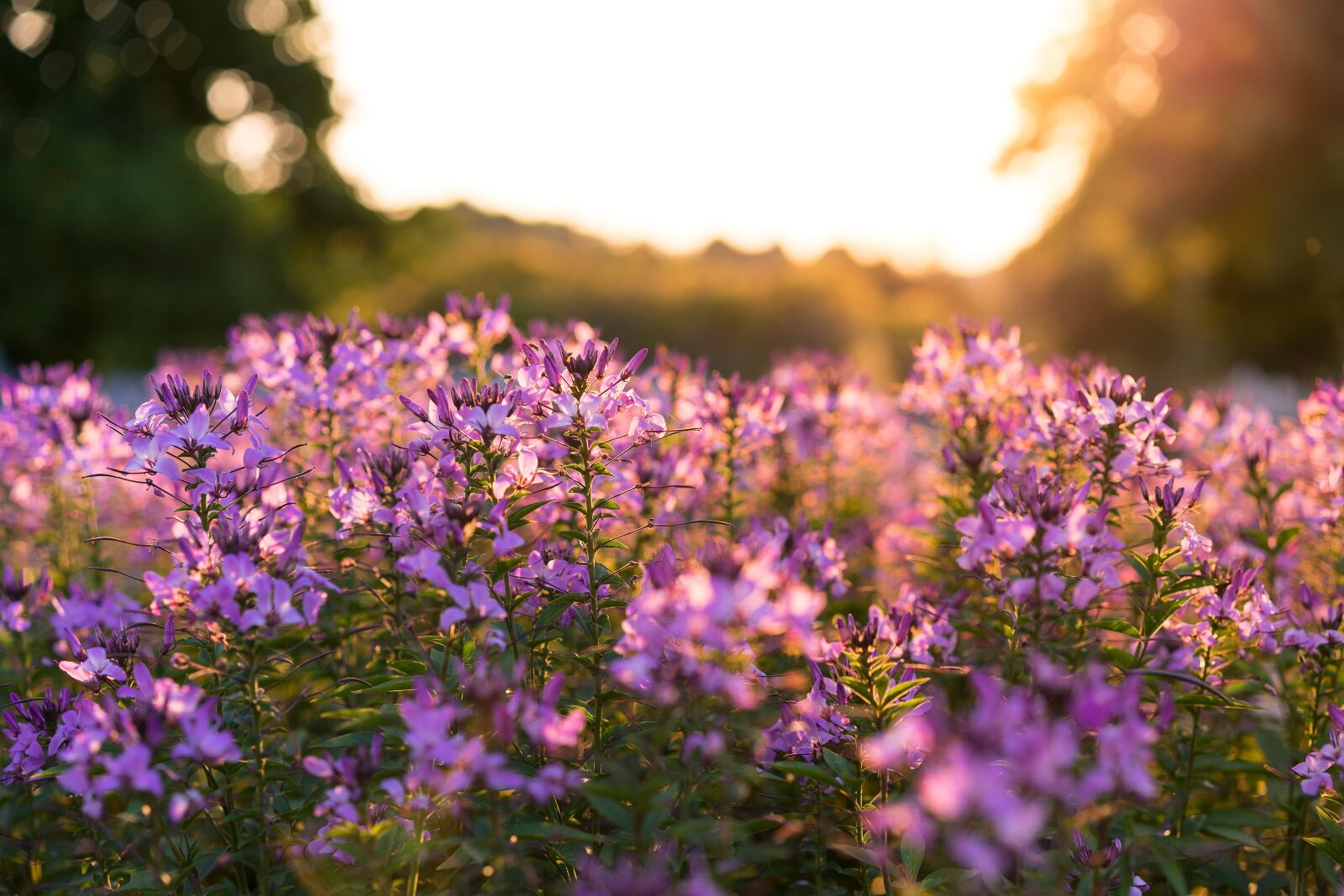 Sony a7 II + Sony Sonnar T* FE 55mm F1.8 ZA sample photo. Bloom, blossom, depth of photography