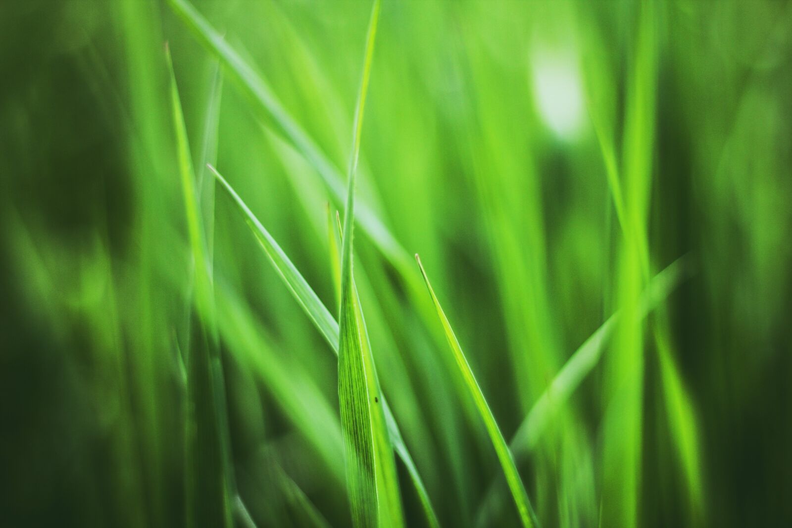Canon EOS 60D + Canon EF 50mm F1.8 STM sample photo. Grass, plant, plants photography