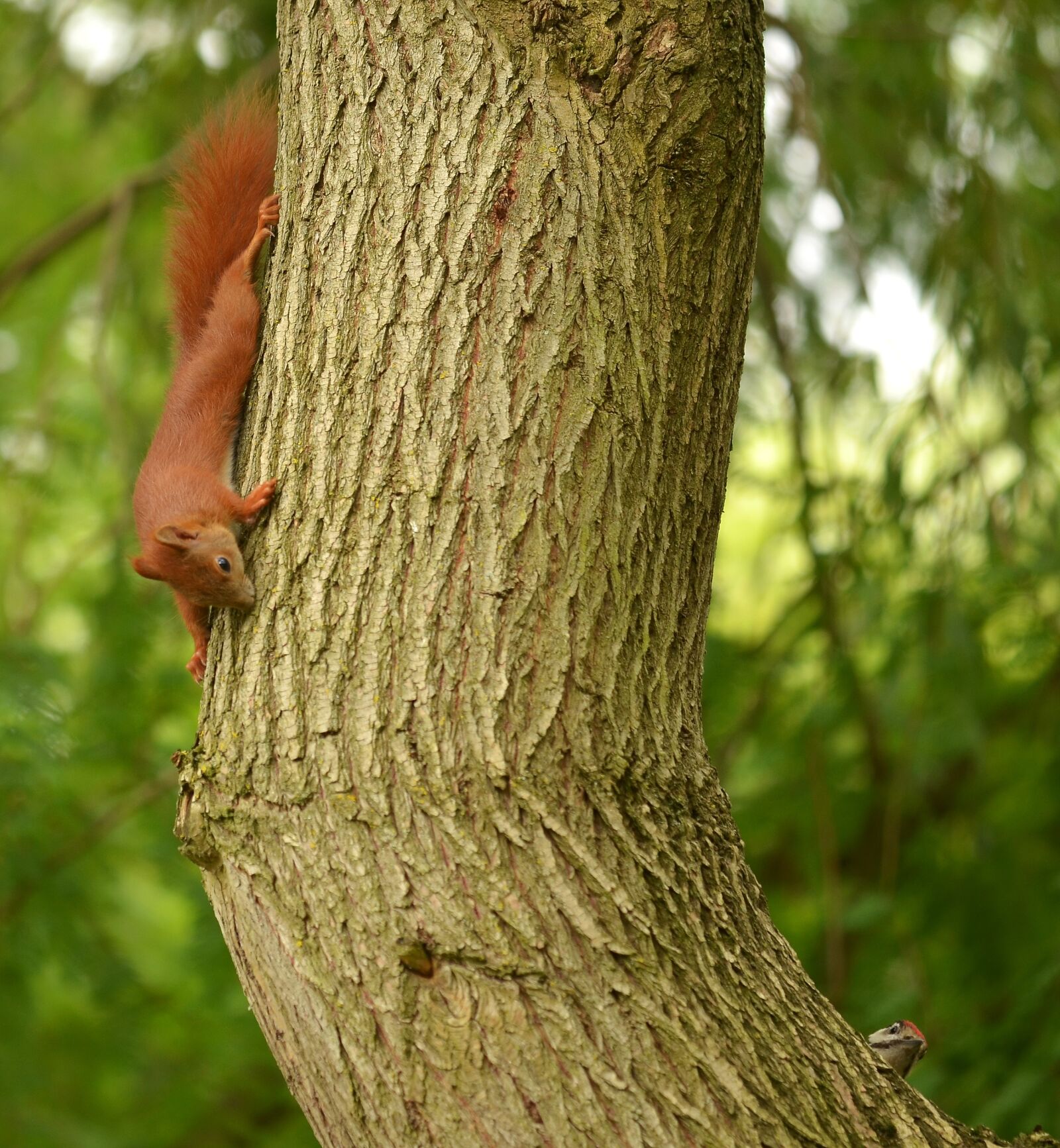 Nikon D5100 sample photo. Squirrel, great spotted woodpecker photography