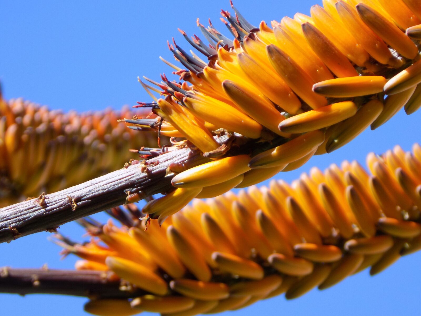 Nikon COOLPIX L340 sample photo. African plant, plant, vegetation photography