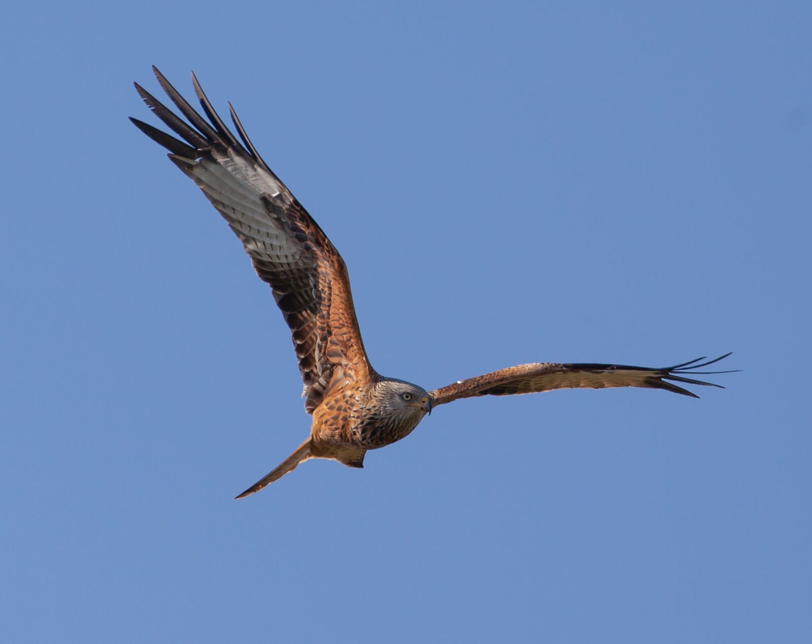 Canon EOS 5D Mark II sample photo. Red kite, flying, soaring photography