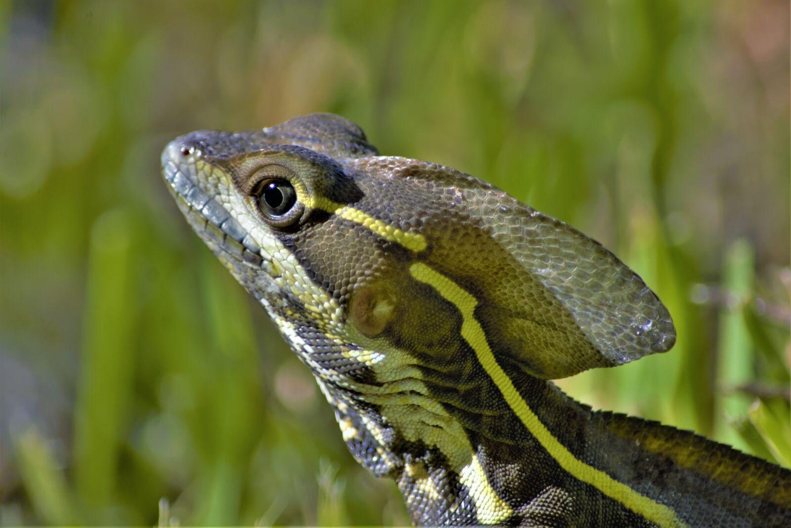 Nikon D7100 sample photo. Lizard, hooded, tropical photography