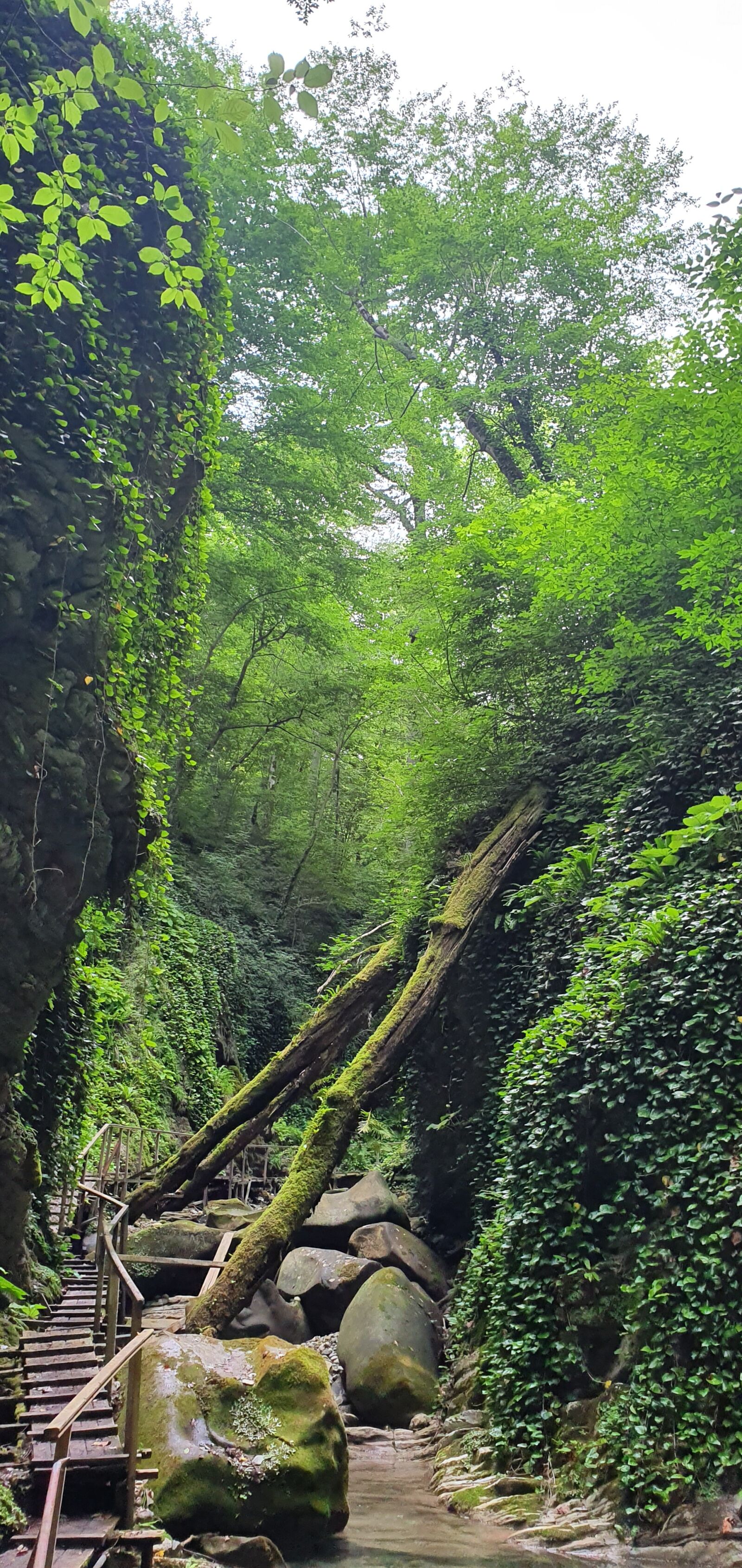 Samsung Galaxy S10 sample photo. Canyon, tree, stone photography