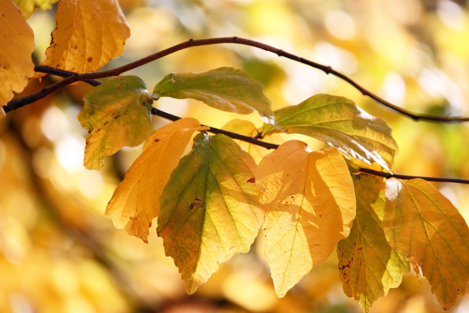 Canon EF-S 55-250mm F4-5.6 IS STM sample photo. Fall foliage, autumn, leaves photography