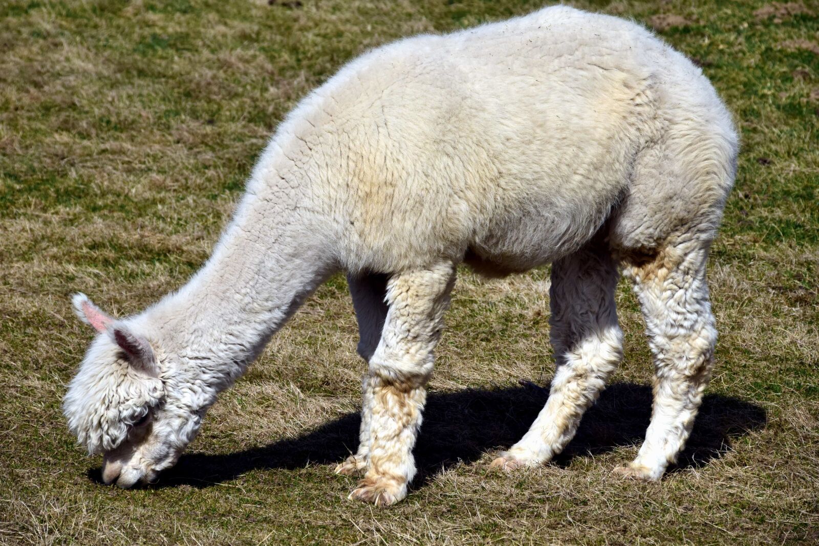Nikon D3300 sample photo. Animal, cute, grass, lama photography