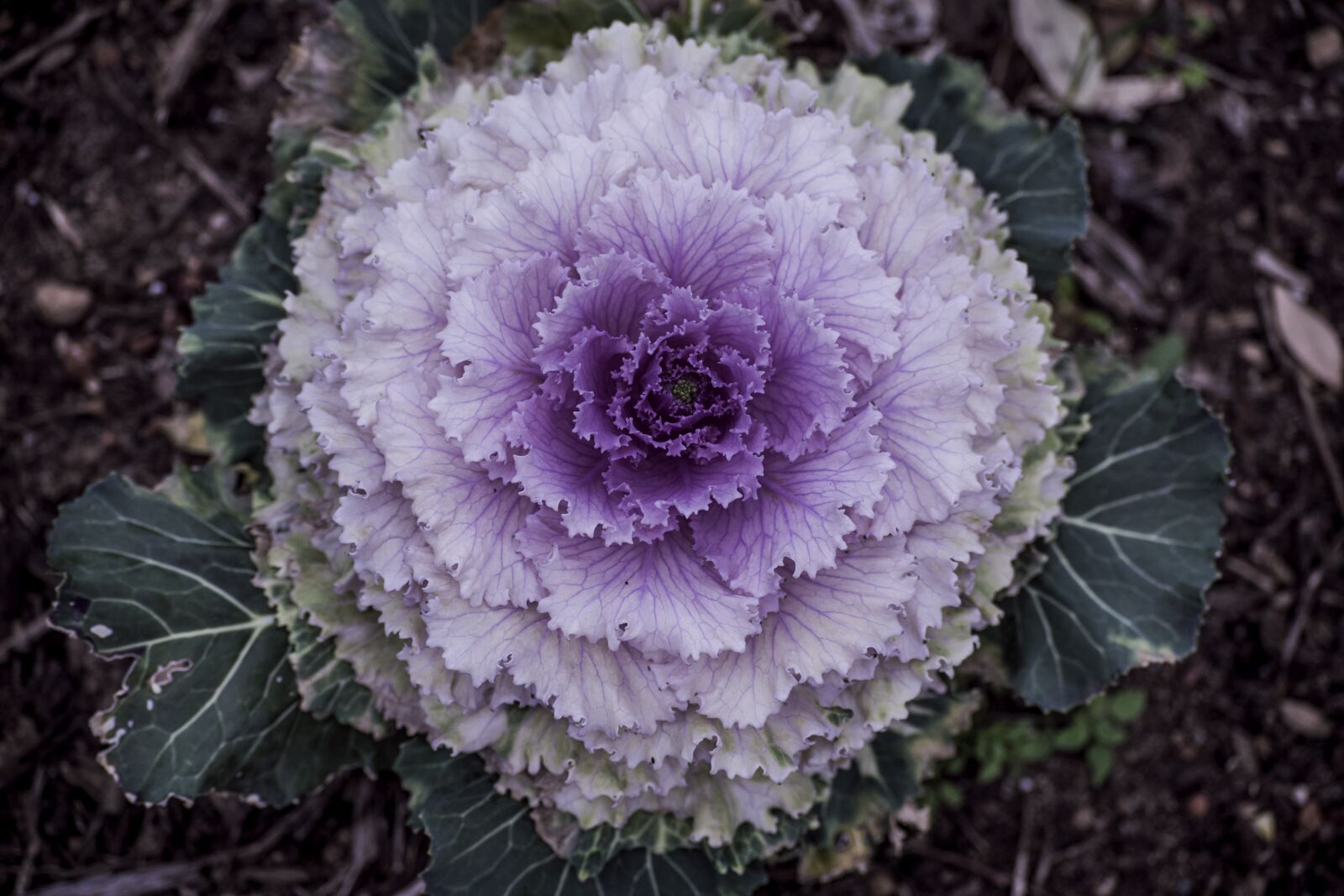 Nikon D3300 sample photo. Nature, flora, leaf photography