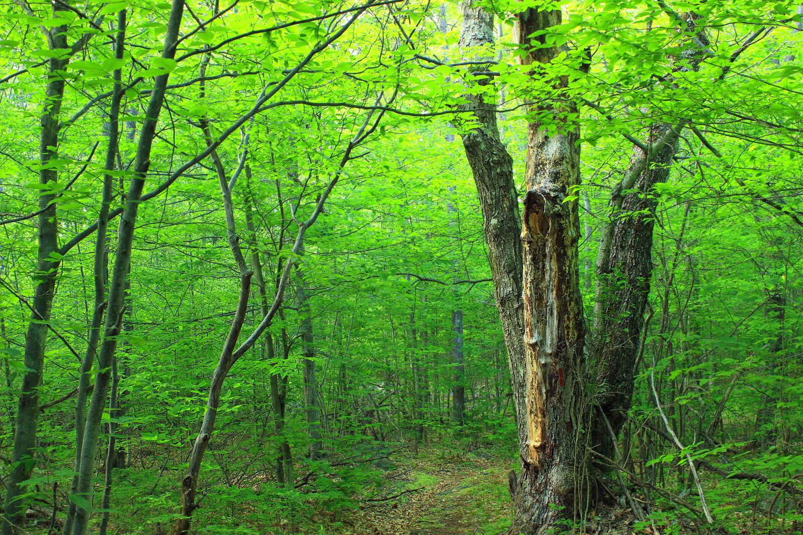 Canon EOS 600D (Rebel EOS T3i / EOS Kiss X5) sample photo. Forest, landscape, nature, outdoors photography