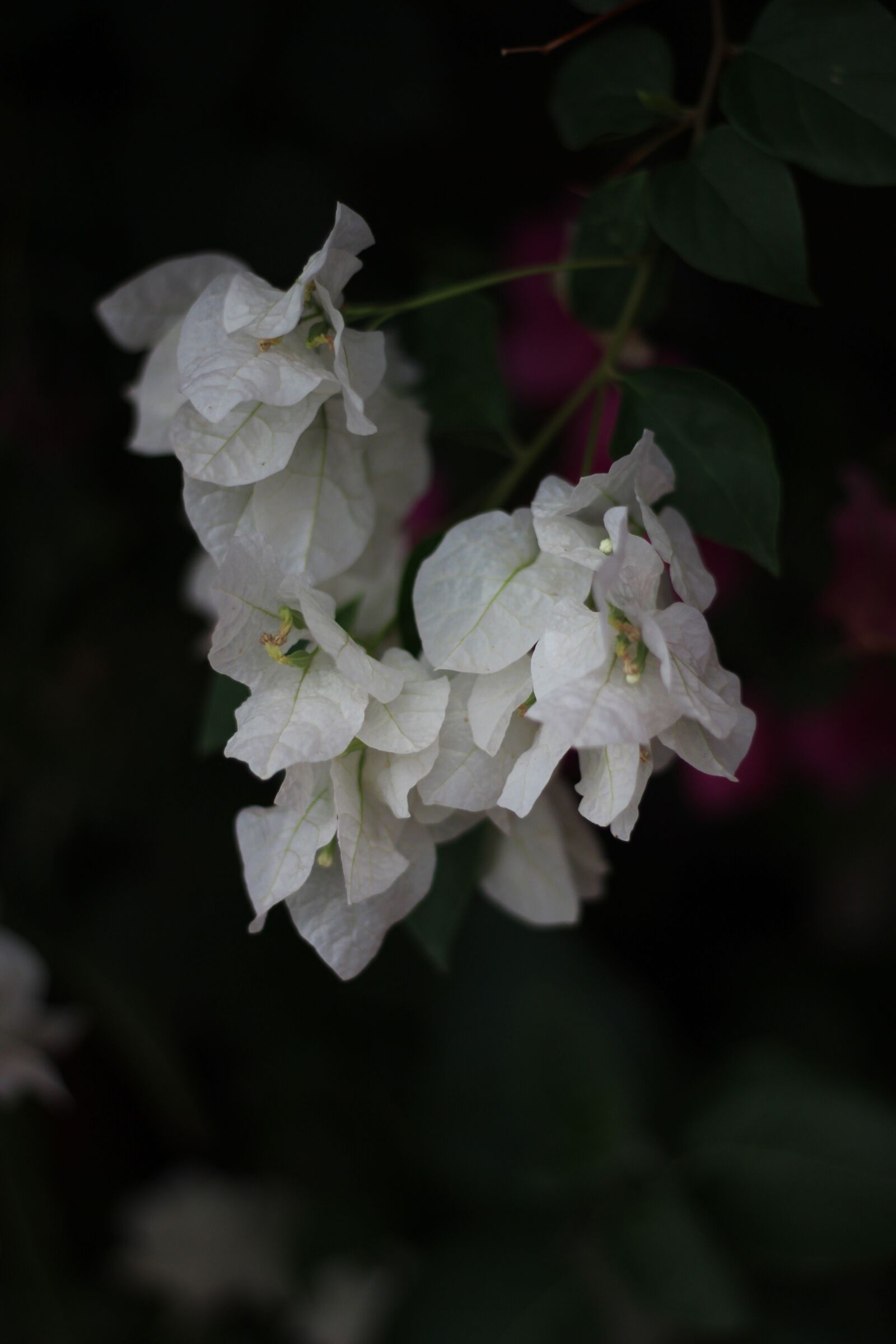 Canon EOS 600D (Rebel EOS T3i / EOS Kiss X5) + Canon EF 50mm F1.8 STM sample photo. White flowers, bunch of photography