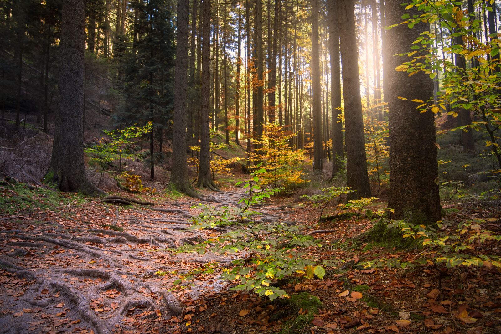 Tokina AT-X 16-28mm F2.8 Pro FX sample photo. Forest, light beam, sun photography