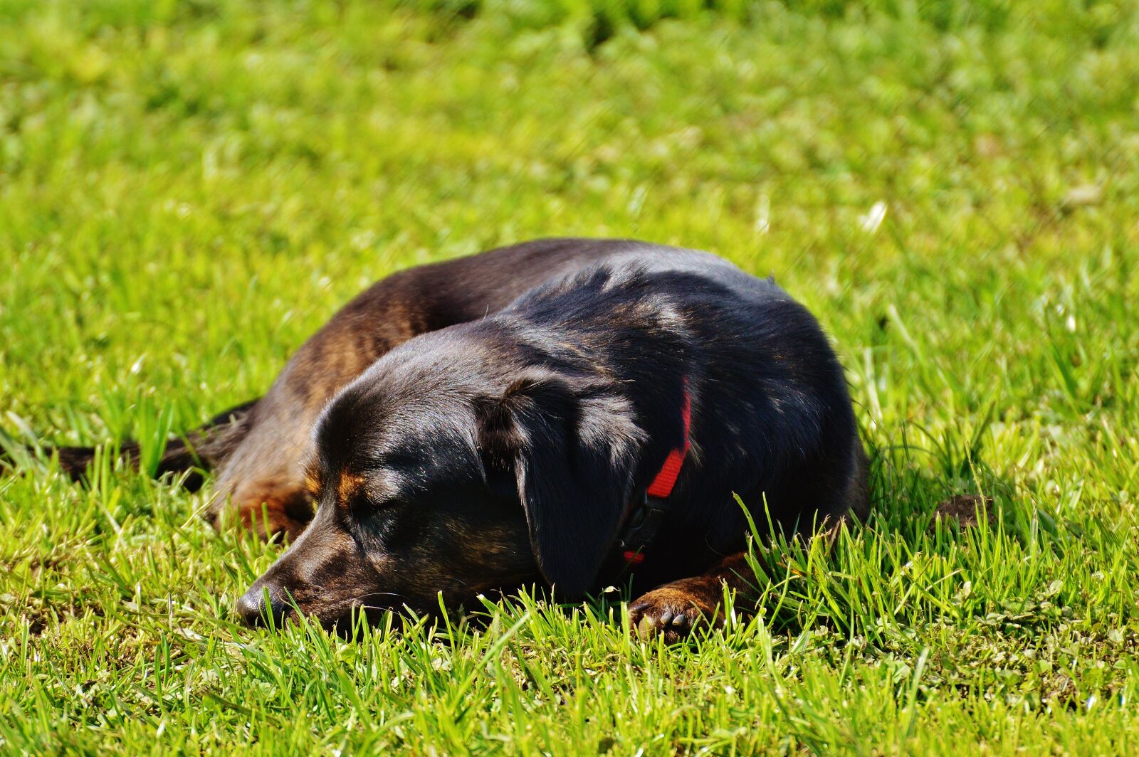 Nikon D3200 sample photo. Dog, fur, animal photography