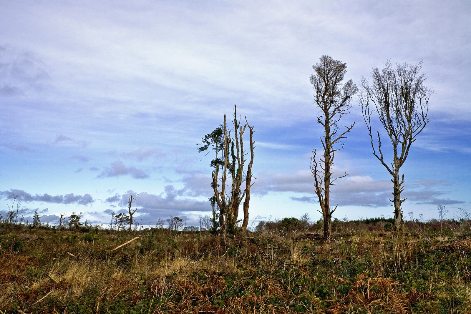 Canon EOS 5D sample photo. Deforestation, tree, nature photography