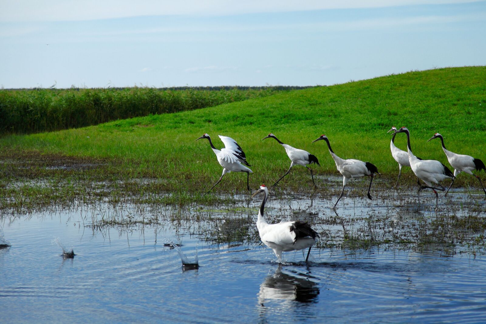 Canon EOS 5D Mark II sample photo. Heilongjiang, pinned dragon, wetlands photography