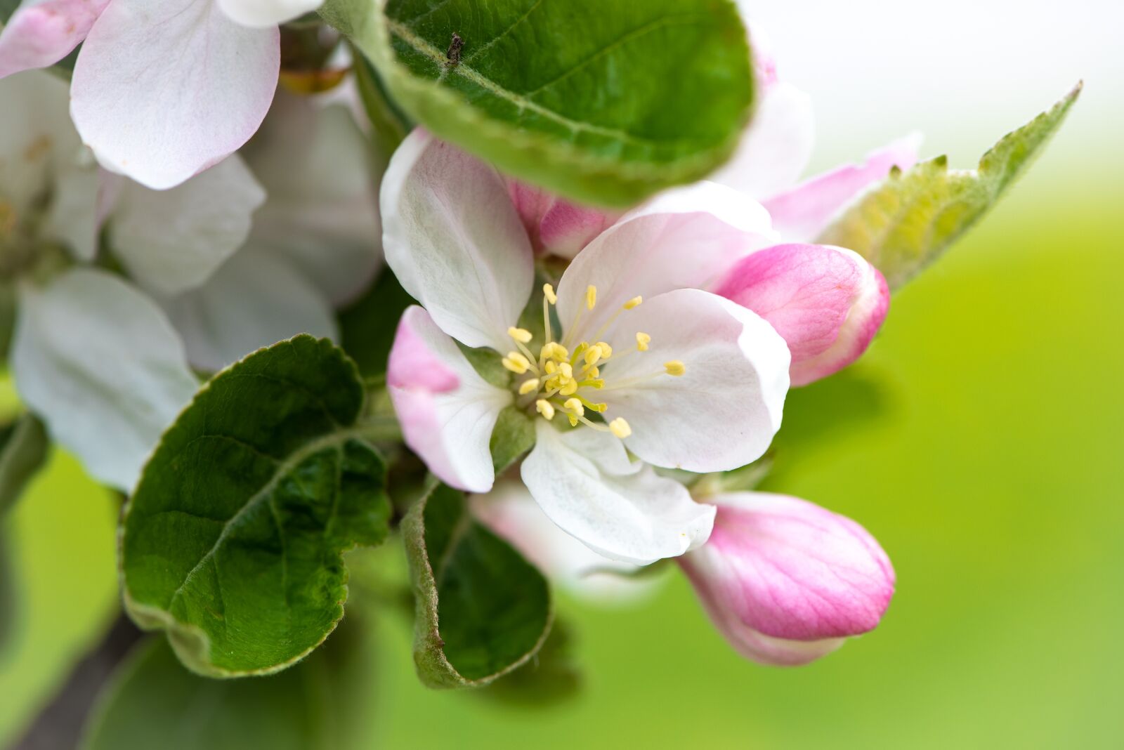 Nikon D750 sample photo. Apple tree blossom, blossom photography