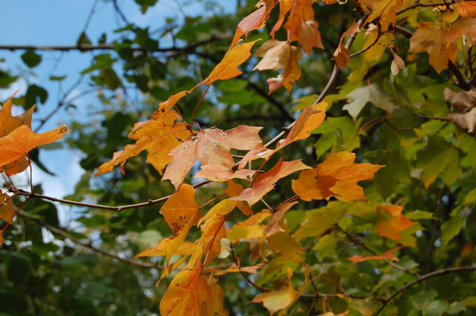 Nikon D40 sample photo. Autumn, leaves, fall photography