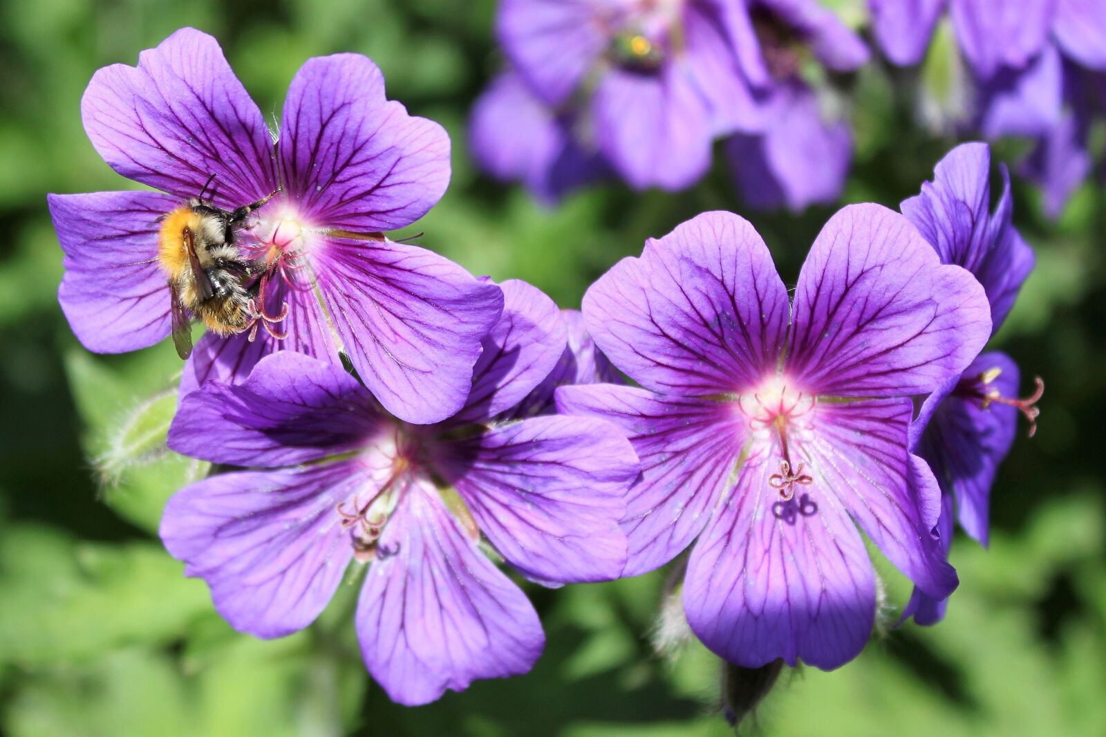 Canon EOS 500D (EOS Rebel T1i / EOS Kiss X3) sample photo. Purple, green, nature photography