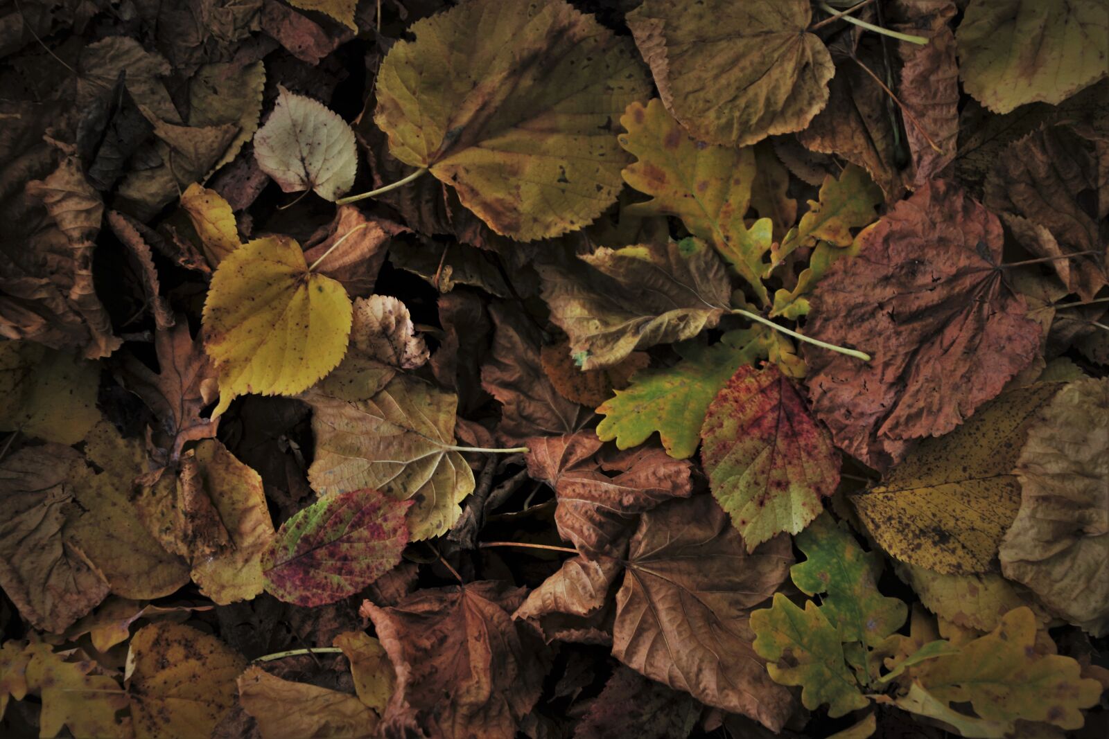 Canon EOS 80D sample photo. Autumn, foliage, collapse photography