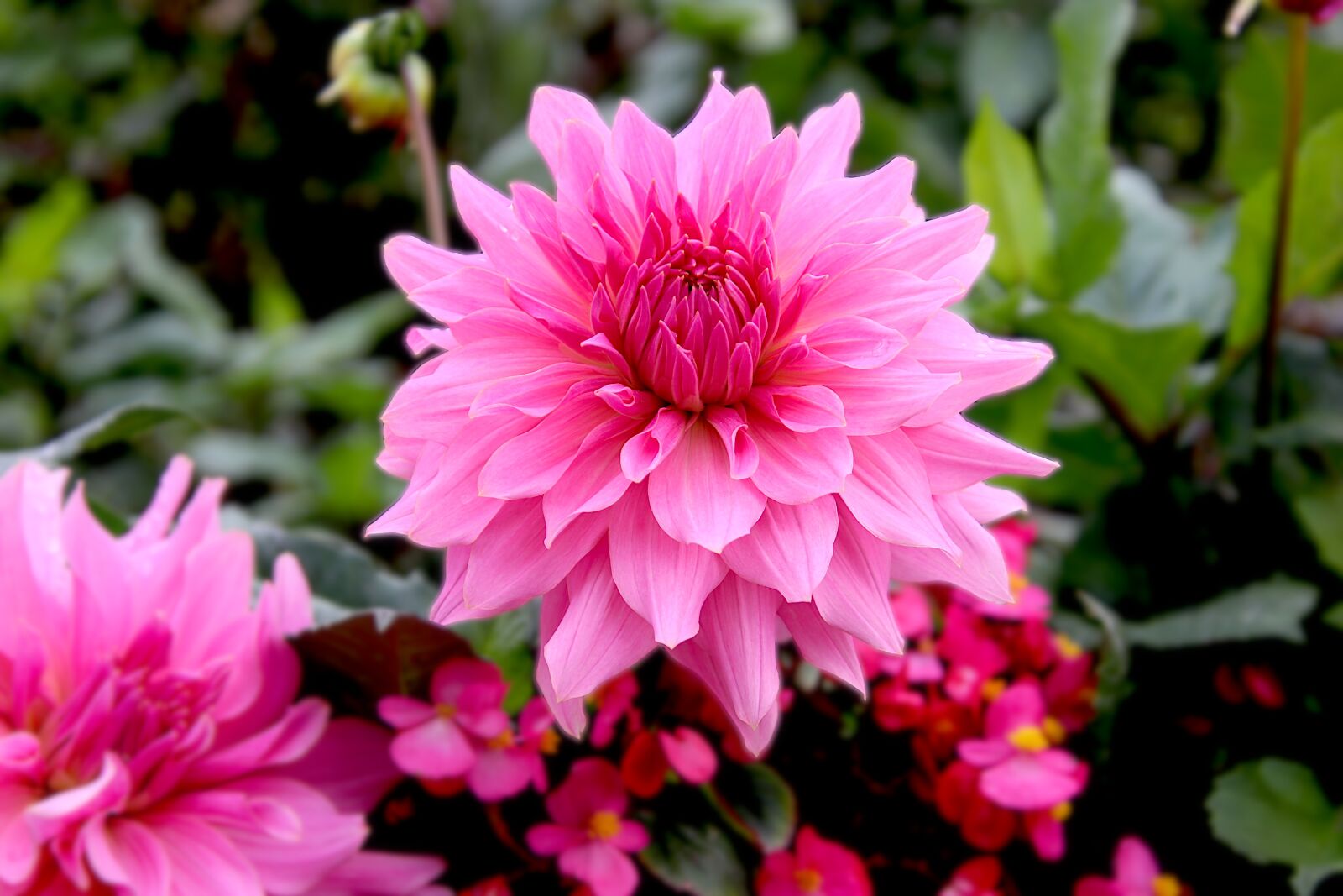 Canon EOS 800D (EOS Rebel T7i / EOS Kiss X9i) sample photo. Dahlias, color pink, flowers photography