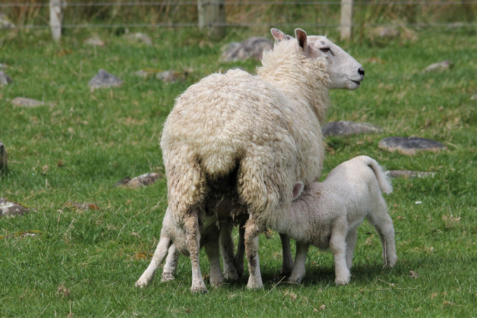 Canon EOS 60D sample photo. Sheep, ewe, lamb photography